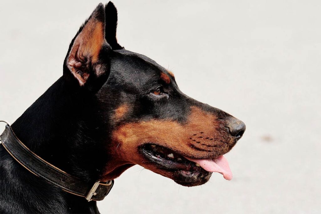 conducmedic-tramite-licencia-animales-peligrosos